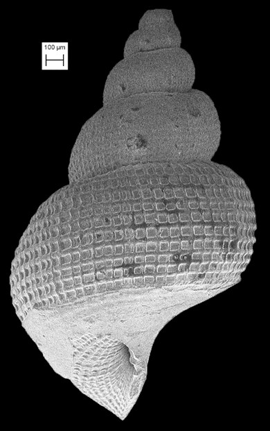 Alora sp. cf. A. gouldii (A. Adams, 1857) Fossil