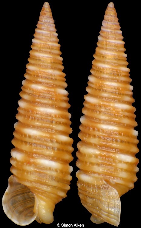 Viriolopsis alboguttata (Tomlin, 1926)