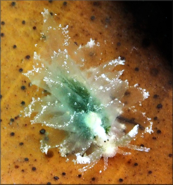 Cyerce antillensis Engle 1927 Antilles glass-slug