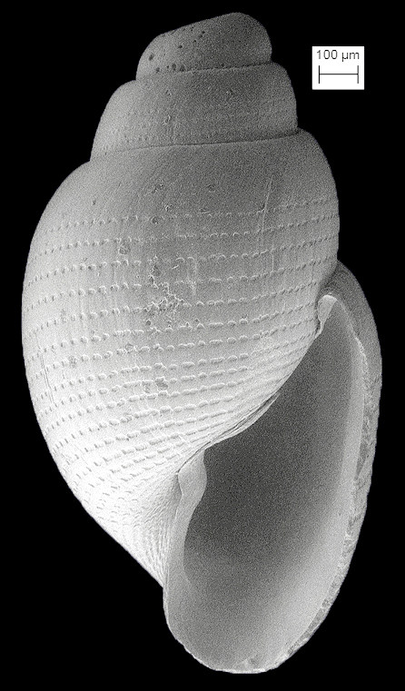 Japonactaeon punctostriatus (C. B. Adams, 1840) Pitted Baby-Bubble