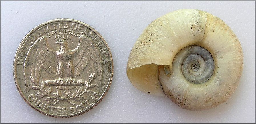 Planorbella duryi (Wetherby, 1879) Seminole Rams-horn