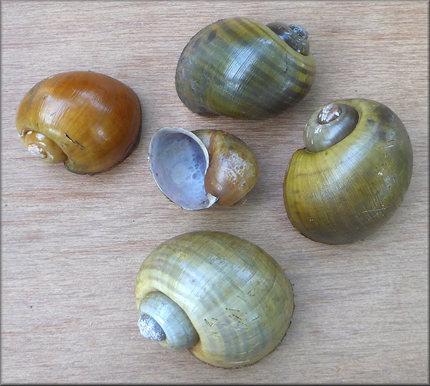 The five Pomacea maculata found in the habitat which include one gold and one malleated specimen