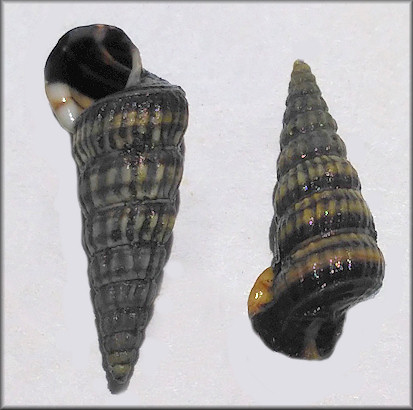 Cerithideopsis scalariformis (Say, 1825) Ladder Hornsnail