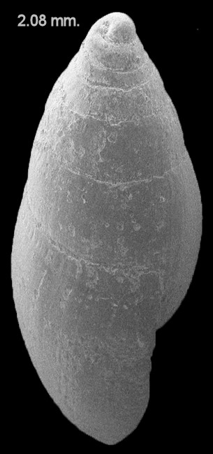 Blauneria heteroclita (Montagu, 1808) Left-hand Melampus