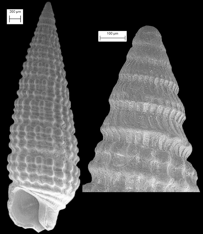 Triphora bolax Olsson and Harbison, 1953 Fossil