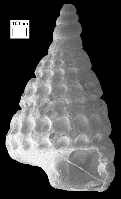 Cerithiopsis brassica Olsson and Harbison, 1953 Fossil