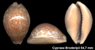 Callistocypraea broderipii (Gray, 1832)