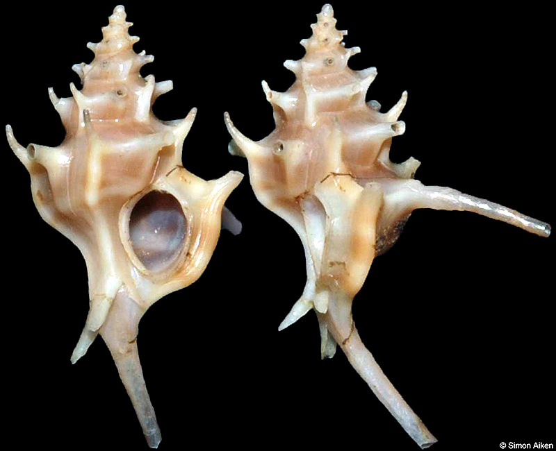 Siphonochelus (Laevityphis) bullisi (Gertman, 1969)