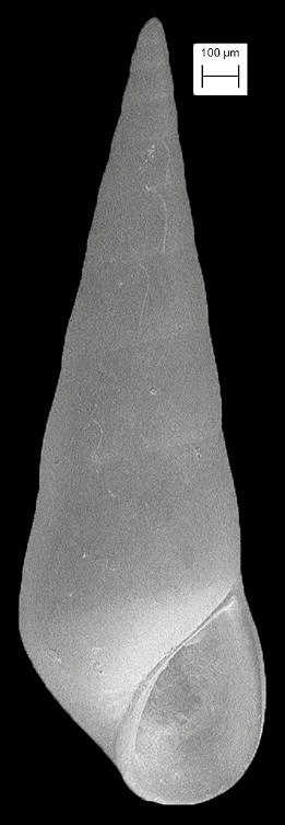 Eulimostraca subcarinata (d Orbigny, 1841) Brown-line Eulima