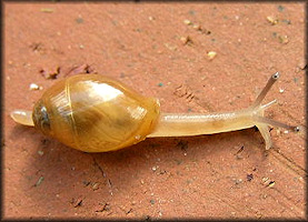 Euglandina rosea (Frussac, 1821) Juvenile