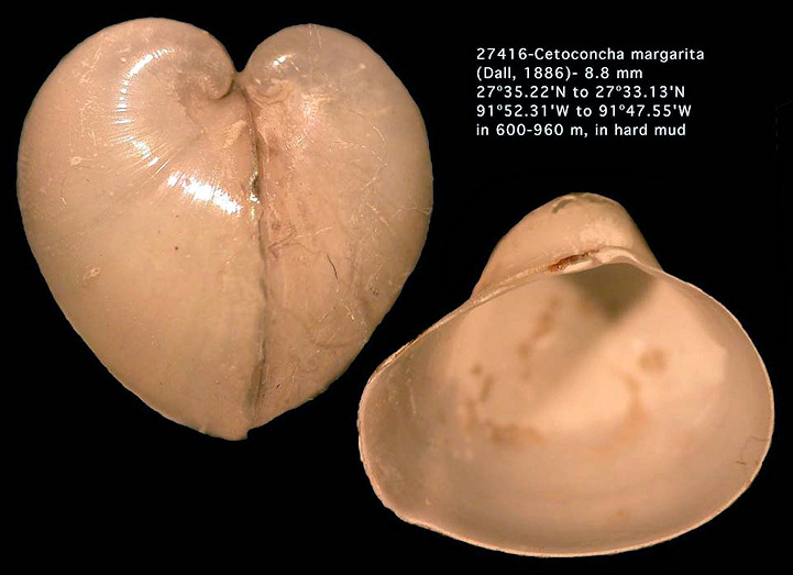 Cetoconcha margarita (Dall, 1886)