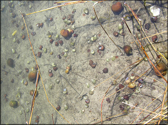Hatton Chase Subdivision Lake Snail Introduction [aquarium dump]