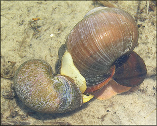 Hatton Chase Subdivision Pomacea Mating (5/25/2006)