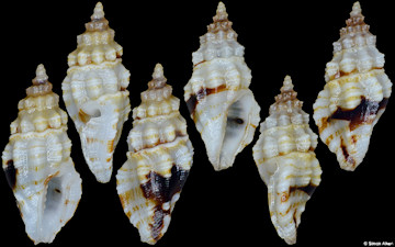 Clathurellidae species
