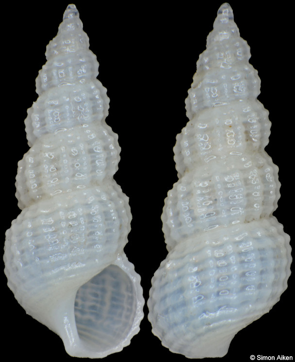 Clathrofenella species