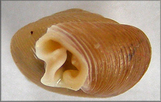 Daedalochila subclausa (Pilsbry, 1899)