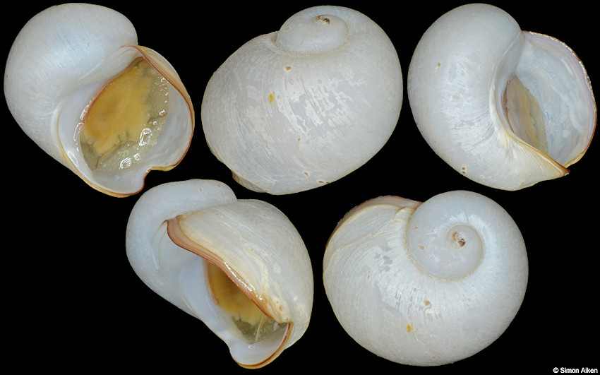 Cyathermia naticoides Warn & Bouchet, 1989