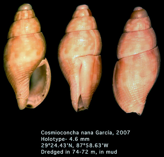 Cosmioconcha nana Garca, 2007 (holotype)