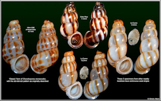 Chondropoma morsecodex Watters, 2012