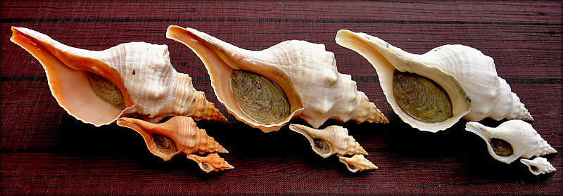 Triplofusus giganteus (Kiener, 1840) Florida Horse Conch