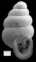  Gastrocopta contracta (Say, 1822) Bottleneck Snaggletooth