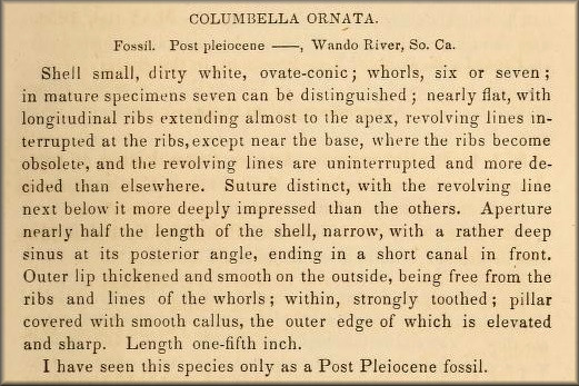 Columbella ornata original description