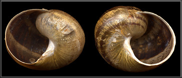 Sinistral Cornu aspersum (Mller, 1774) Brown Garden Snail