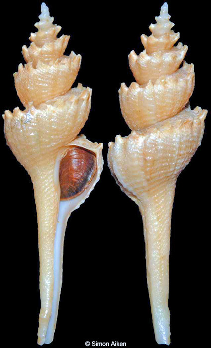 Coronium coronatum (Penna-Neme and Leme, 1978)