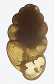 Vertigo modesta corpulenta (Morse, 1865) (2.53 mm.)