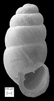 Gastrocopta corticaria (Say, 1817) Bark Snaggletooth