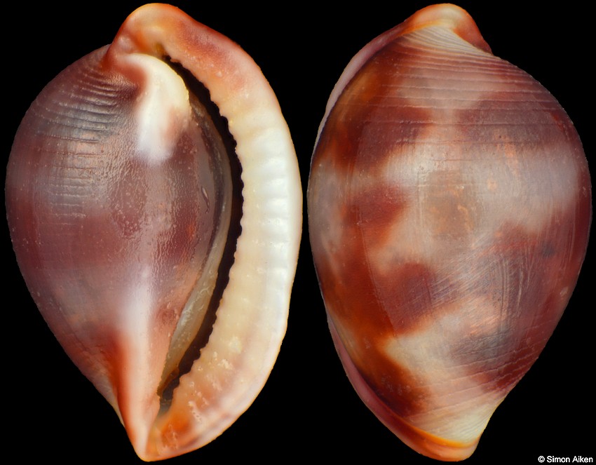 Testudovolva nipponensis (Pilsbry, 1913)