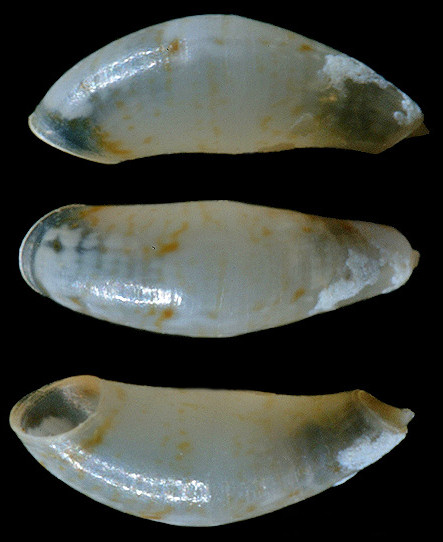 Meioceras nitidum (Stimpson, 1851) Little Horn Caecum