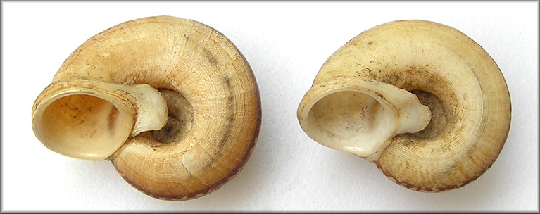 Cyclophorus appendiculatus (L. Pfeiffer, 1852)