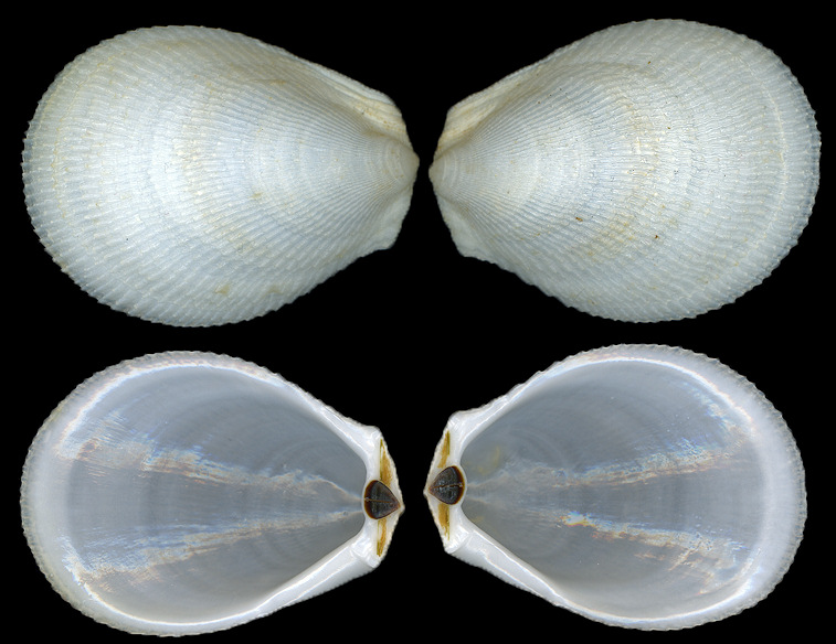 Ctenoides scaber (Born, 1778) Rough Fileclam