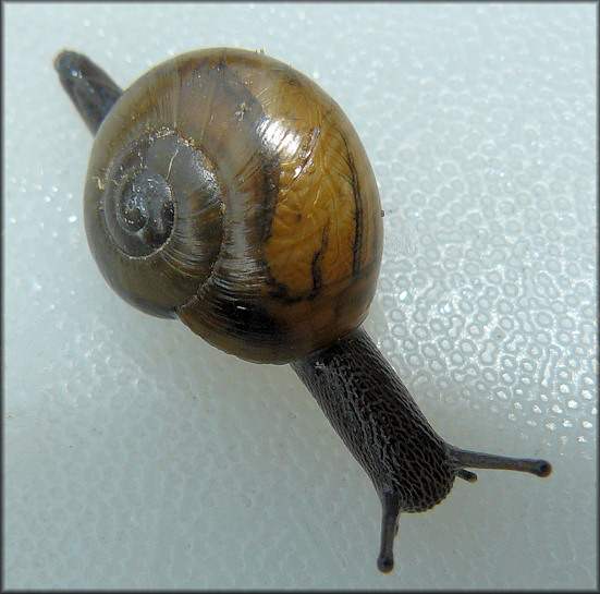 Mesomphix cupreus (Rafinesque, 1831) Copper Button Juvenile