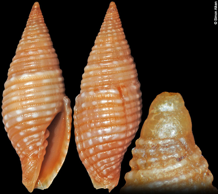 Pseudonebularia cuyosae (Poppe, 2008)