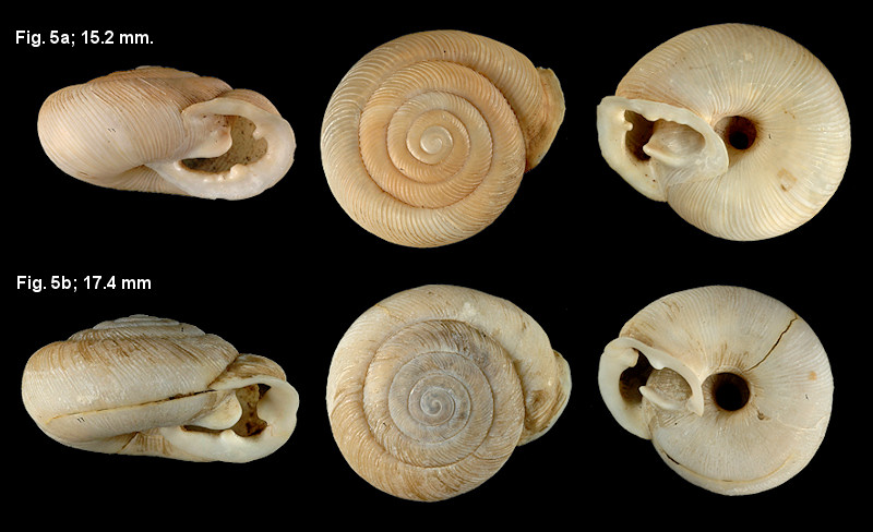 MNHN Triodopsis specimens