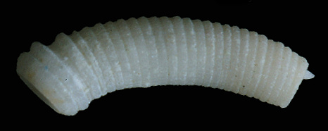 Caecum floridanum Stimpson, 1851 Florida Caecum