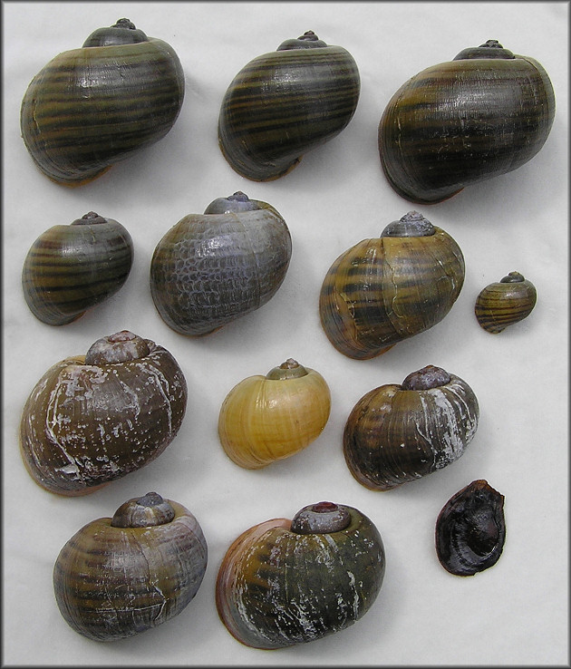Empty Pomacea maculata shells from the shoreline
