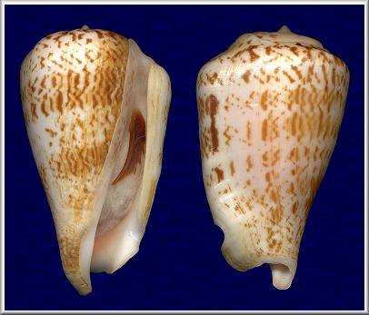 Conomurex decorus (Rding, 1798)