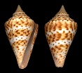 Conus delessertii Récluz, 1843