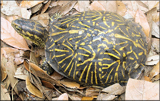 Florida Box Turtle [Terrapene carolina bauri]