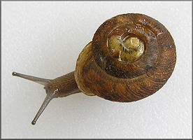 Xolotrema denotatum (Férussac, 1823) Velvet Wedge Juvenile