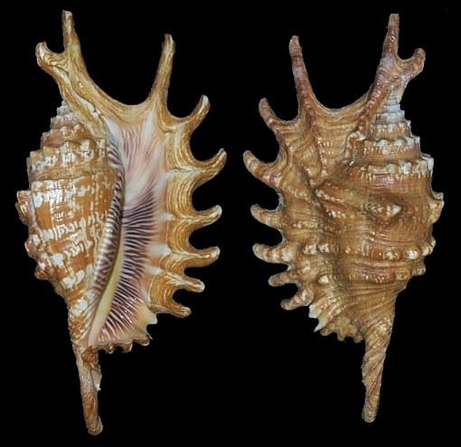 Ophioglossolambis digitata (G. Perry, 1811)