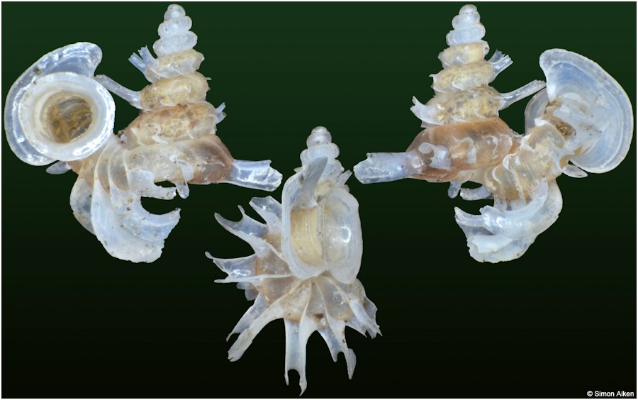 Opisthostoma mirabile E. A. Smith, 1893