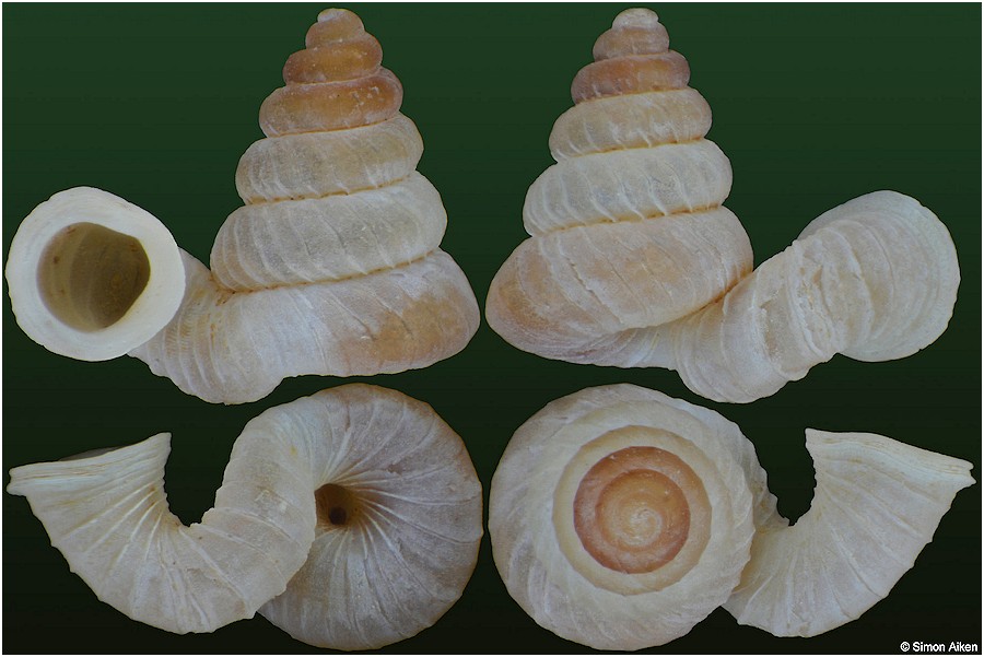 Plectostoma transequatorialis (Vermeulen, 1995) Paratype