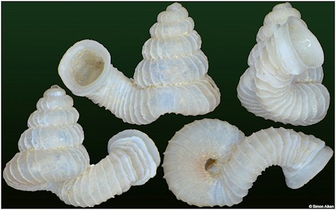 Opisthostoma bihamulatum Vermeulen, 1994
