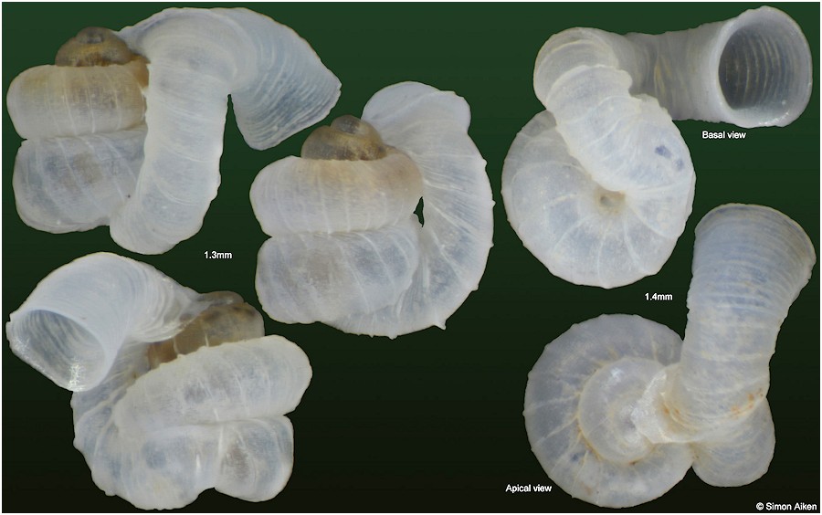 Opisthostoma acolaston Vermeulen, 1994