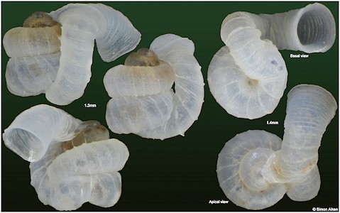 Opisthostoma acolaston Vermeulen, 1994