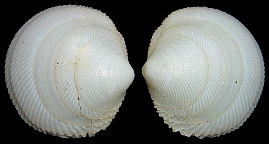 Divaricella dentata (W. Wood, 1815) Dentate Lucine